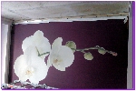 Фотопечать на тканевых натяжных стенах  эффектный вид цветов в близи
